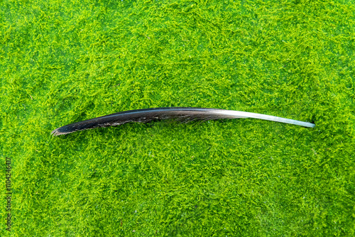 Konstfotografi Black feather on a background of green algae (algal mats)