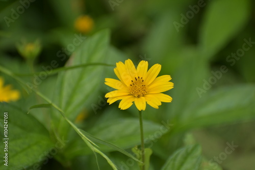 Wedelia Sphagneticola Trilobata, Beautiful flower blooming close photo