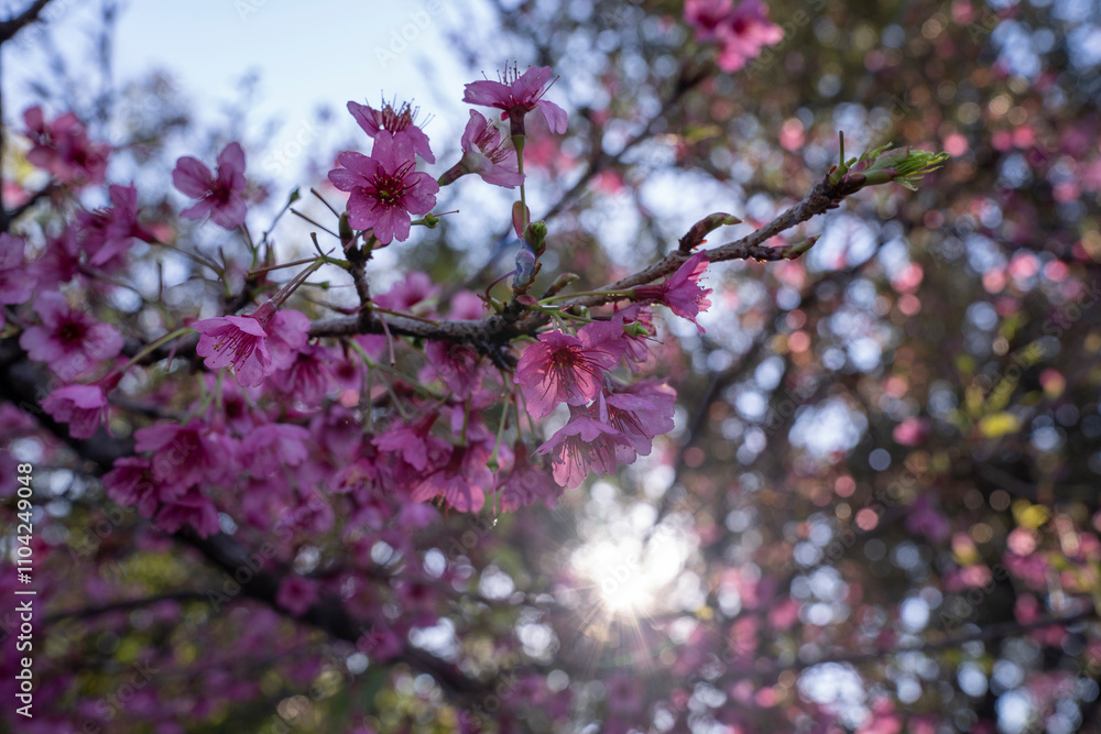 Floral. Closeup view of Prunus serrulata, also known as Japanese flowering cherry or Sakura, beautiful branches and flowers of pink petals, blooming in the park at sunset Floral. Closeup view of Prunus serrulata, also known as Japanese flowering cherry or Sakura, beautiful branches and flowers of pink petals, blooming in the park at sunset
