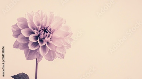 A solitary soft lavender dahlia against a muted cream background, close-up shot, Minimalist style
