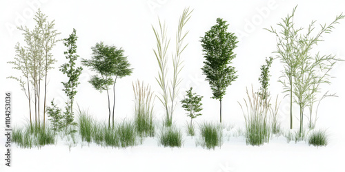 Littile bluestem with transparent background, 3D rendering, for illustration, digital composition, architecture visualization from top view
 photo