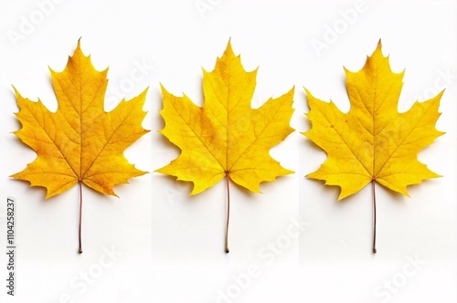 three yellow autumn leaves with white background