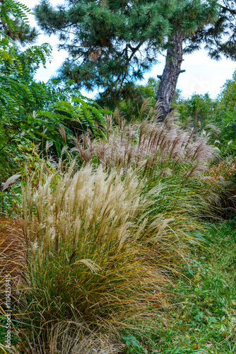 Miscanthus or silvergrass - ornamental grass against the sky on a salty day in the garden photo