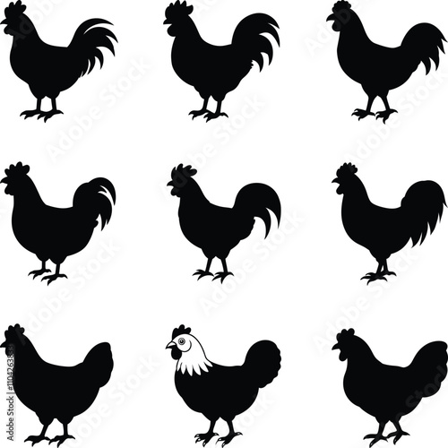 Silhouettes chicken Vector. hen. rooster. black isolated white background