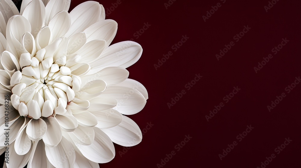 Obraz premium A striking white chrysanthemum against a deep burgundy background, close-up shot, Minimalist style