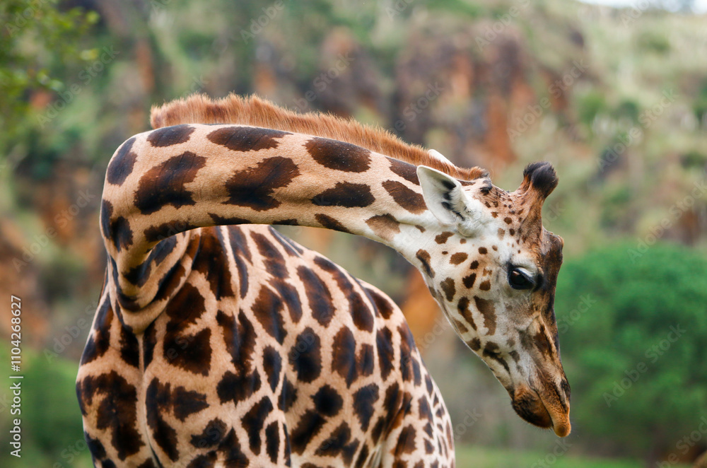 Naklejka premium Jirafa con cuello girado