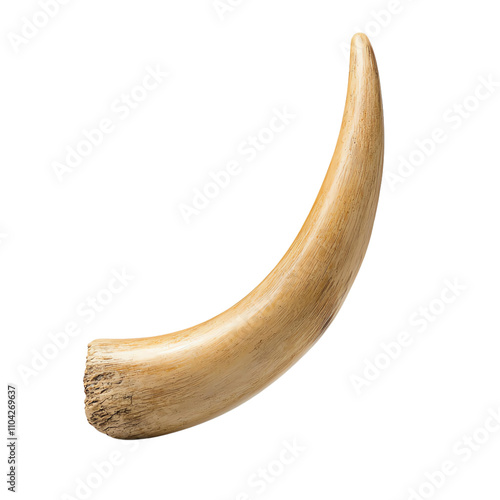 A large animal's tusk from the side. PNG