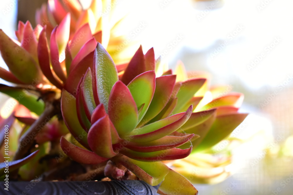 green and red Campfire Crassula Succulent plant green and red Campfire Crassula Succulent plant
