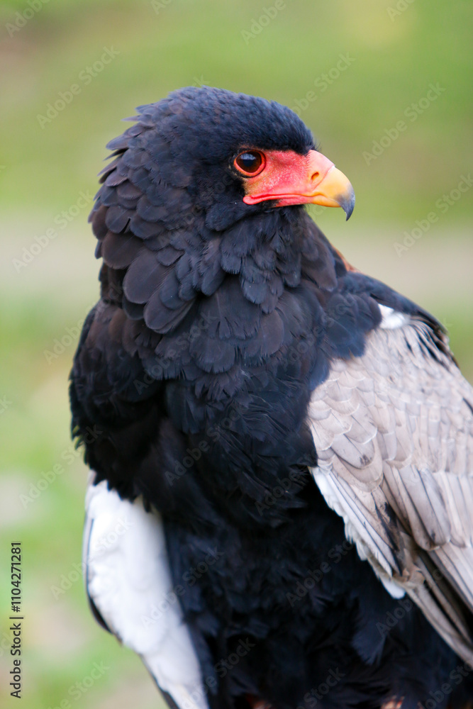 Águila volatinera Águila volatinera