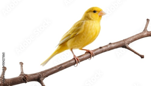 Canary Bird Sit On Branch On White background, Yellow Canary Bird 