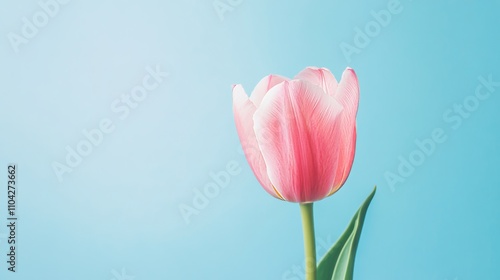 A vibrant pink tulip against a soft pastel blue backdrop, close-up shot, Minimalist style