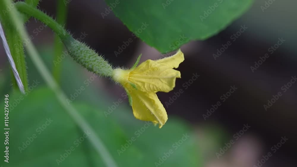 Macro video of a bright yellow cucumber flower with fuzzy stem, surrounded by vibrant green leaves in natural light