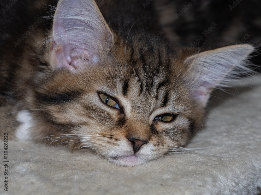 Fototapeta premium A cat is sleeping on a white blanket