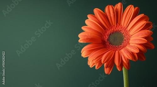 A vivid orange gerbera daisy against a deep green backdrop, close-up shot, Minimalist style