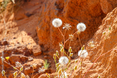 Löwenzahn vor den farbenfrohen Ockerfelsen von Roussillon in Frankreich