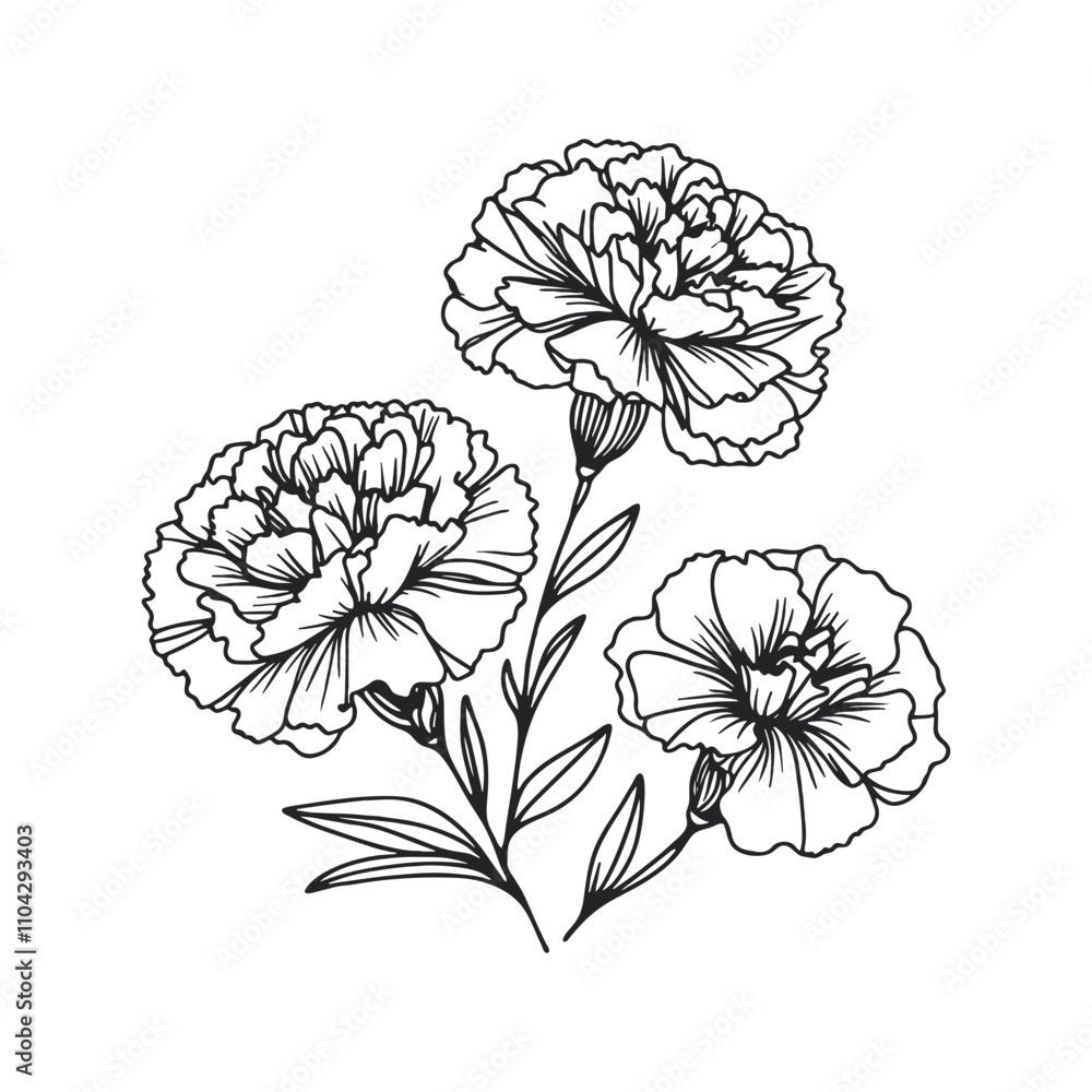 One continuous line illustration of a carnation flower, isolated on white background. One continuous line illustration of a carnation flower, isolated on white background.