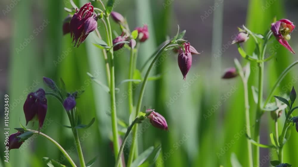 Red columbine flowers and buds growing in a lush green garden with blurred background, highlighting their natural elegance Red columbine flowers and buds growing in a lush green garden with blurred background, highlighting their natural elegance