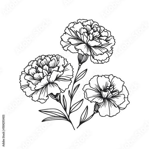  One continuous line illustration of a carnation flower, isolated on white background.