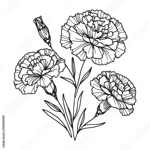  One continuous line illustration of a carnation flower, isolated on white background.