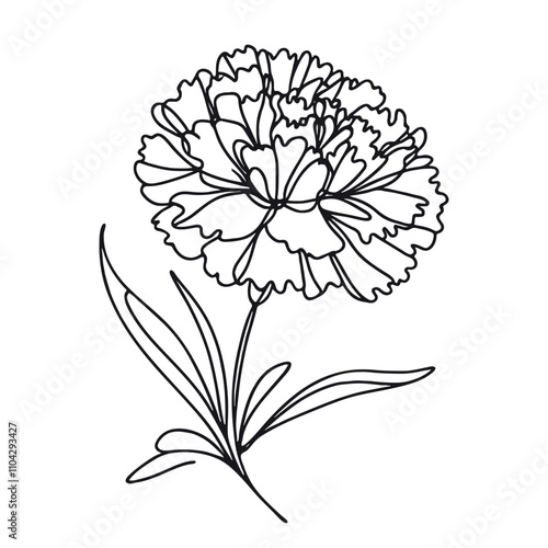  One continuous line illustration of a carnation flower, isolated on white background.