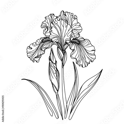 One continuous line illustration of an iris flower, isolated on white background.
