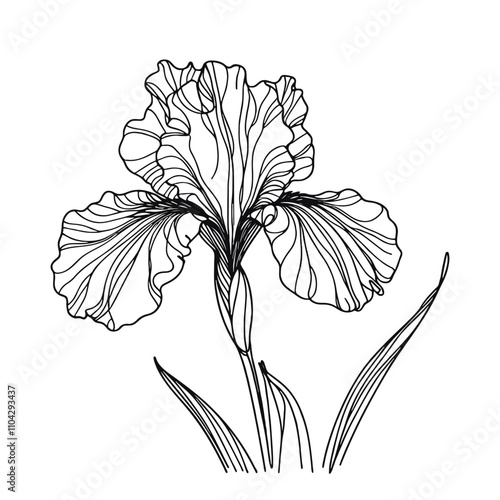 One continuous line illustration of an iris flower, isolated on white background.