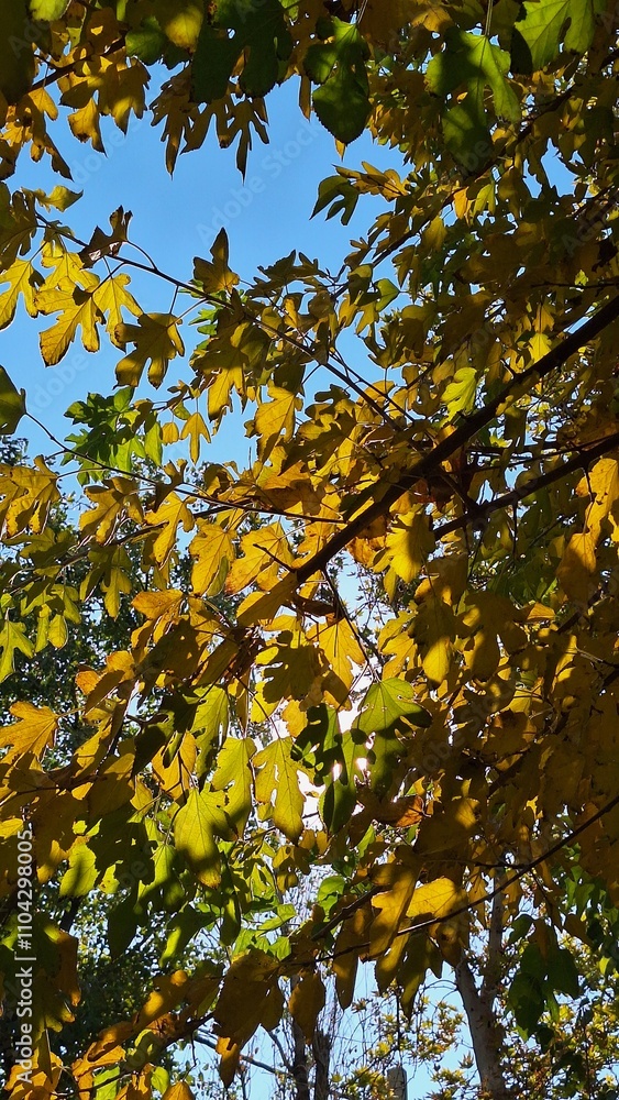 Leafy branches of a tree at the beginning of autumn Leafy branches of a tree at the beginning of autumn