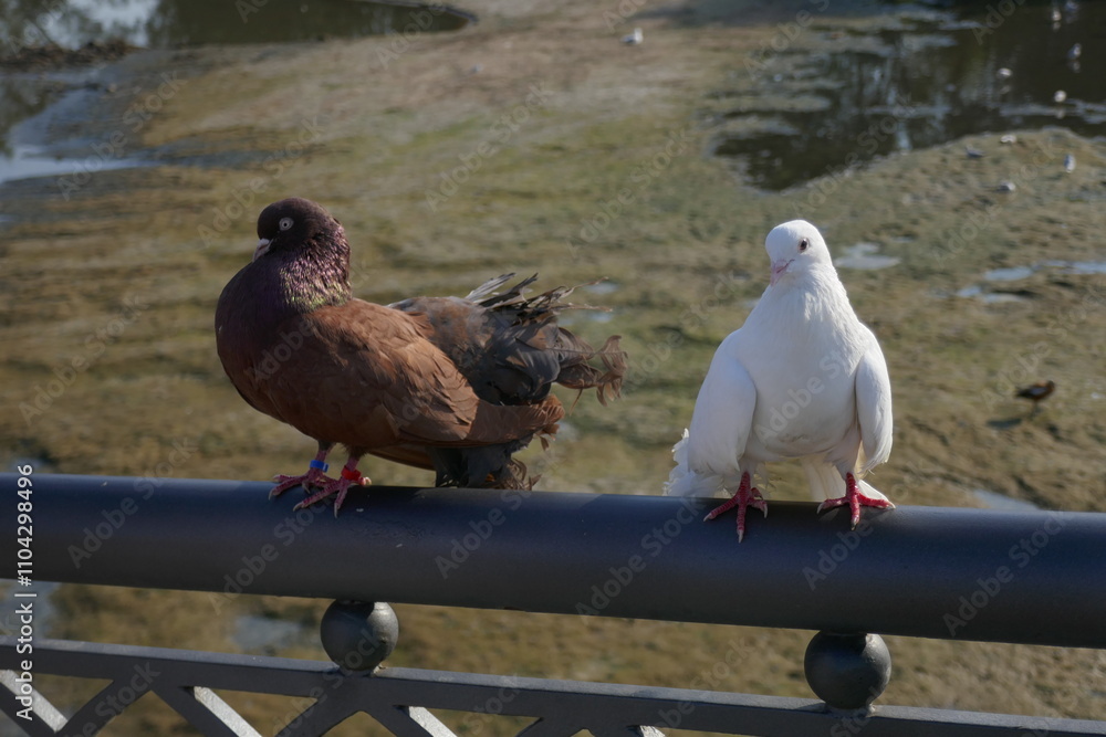 Obraz premium pigeons on the beach