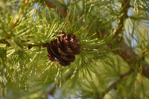 Larch cone on a tree branch on a summer day closeup