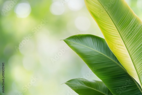 Vibrant green leaf resting on textured green background showcasing natures beauty photo