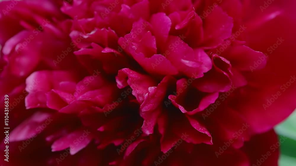 Close-up of a vibrant red peony flower with layered petals, highlighting its rich texture and lush, radiant color in sunlight Close-up of a vibrant red peony flower with layered petals, highlighting its rich texture and lush, radiant color in sunlight