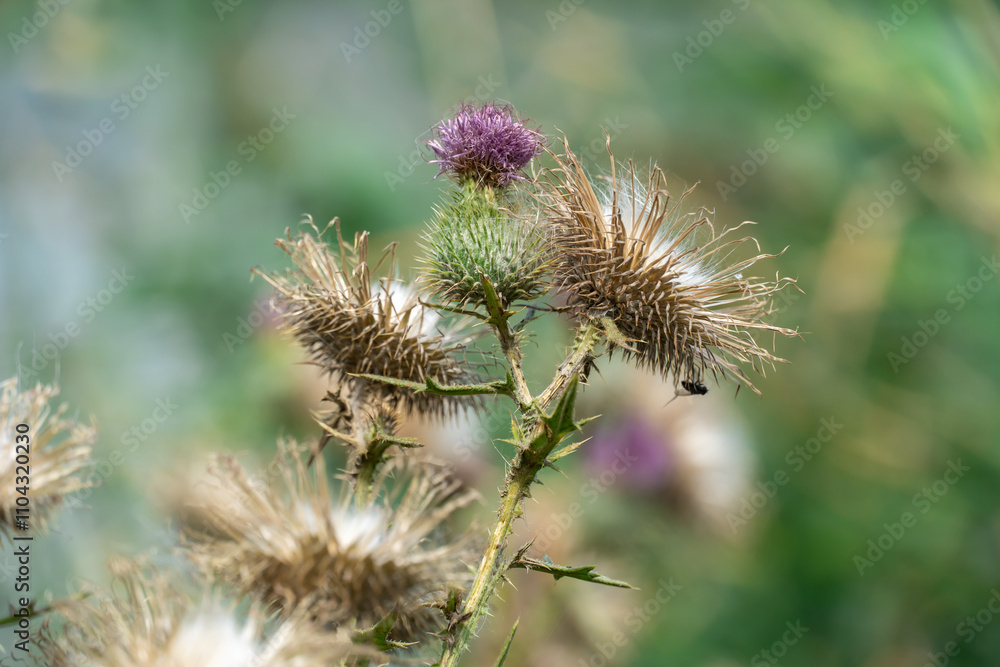 Sharp blooming field thistle with tufts of fluff close-up. Blossoming cirsium arvense or pink sow thistle growing in meadow. Carduus burdock of the asteraceae family dangerous to high nitrite content. Sharp blooming field thistle with tufts of fluff close-up. Blossoming cirsium arvense or pink sow thistle growing in meadow. Carduus burdock of the asteraceae family dangerous to high nitrite content.