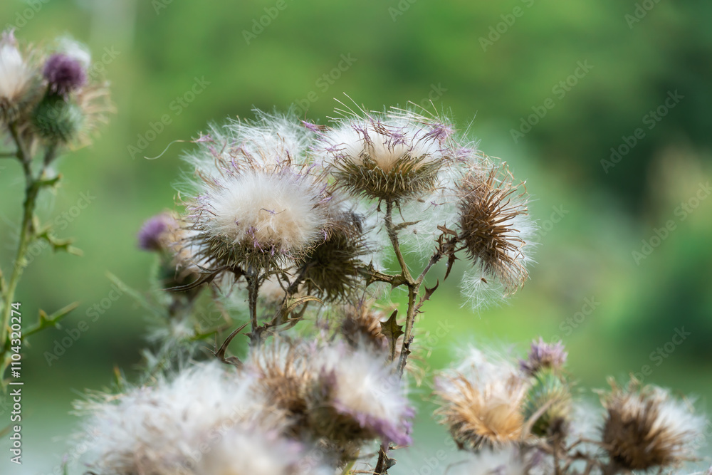 Sharp blooming field thistle with tufts of fluff close-up. Blossoming cirsium arvense or pink sow thistle growing in meadow. Carduus burdock of the asteraceae family dangerous to high nitrite content. Sharp blooming field thistle with tufts of fluff close-up. Blossoming cirsium arvense or pink sow thistle growing in meadow. Carduus burdock of the asteraceae family dangerous to high nitrite content.