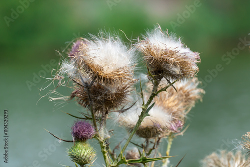 Sharp blooming field thistle with tufts of fluff close-up. Blossoming cirsium arvense or pink sow thistle growing in meadow. Carduus burdock of the asteraceae family dangerous to high nitrite content. photo