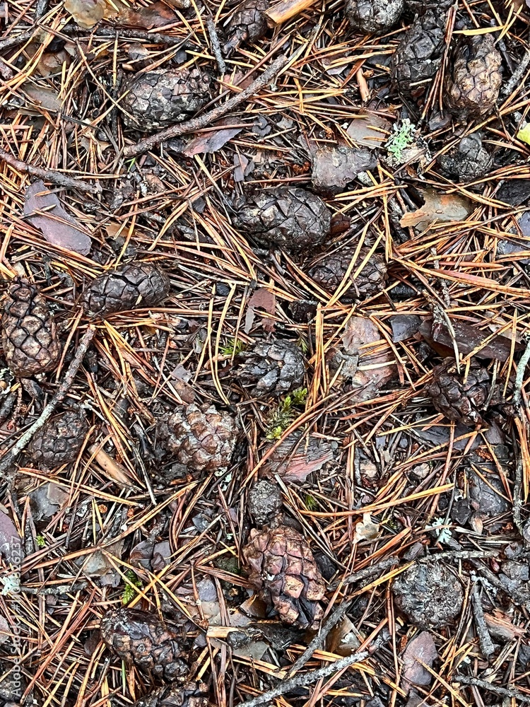 background. cones and spruce needles background. cones and spruce needles
