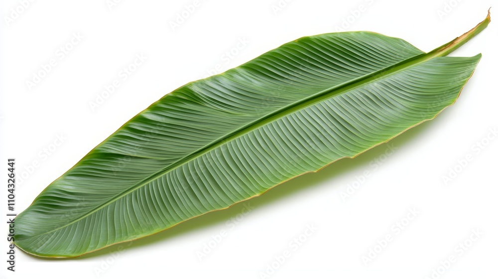 a large green banana leaf on a white background The leaf is a vibrant green color and has a glossy texture It is a large, oval-shaped leaf with a pointed tip and a large green banana leaf on a white background The leaf is a vibrant green color and has a glossy texture It is a large, oval-shaped leaf with a pointed tip and