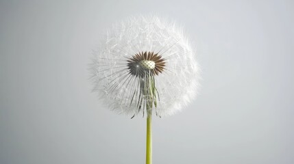 Tableau sur aluminium   a white dandelion with its stem and seeds blowing in the wind against a white background  © Albert