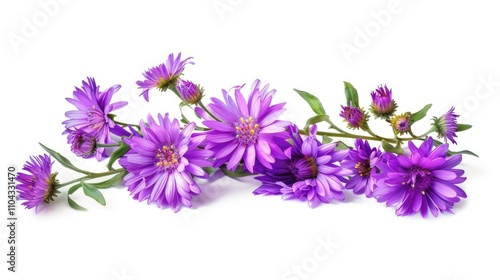 Purple aster flowers isolated on white background.