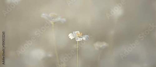 A lone white cervaria rivini flower swaying in the breeze, solitude, windy, fragrant photo