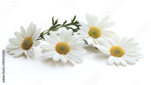  a bunch of white daisies with yellow centers and green leaves on a white background