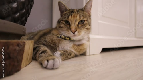 Wallpaper Mural  cute kitten lies on the floor and looks at the camera, belgian cat looks at the camer Torontodigital.ca