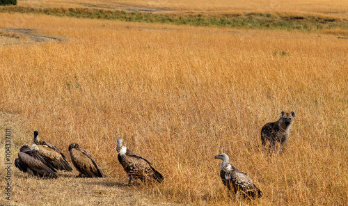 Scavengers at work