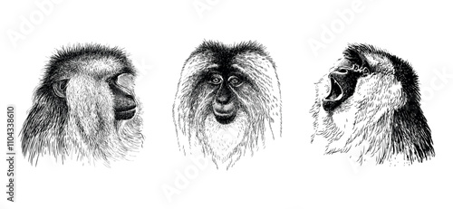 Sketches of three monkey heads, macaque portraits, realistic hand drawings, vector illustration isolated on white