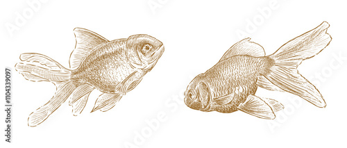 Sketches of two small aquarium golden fishes floating underwater, realistic hand drawn illustration isolated on white