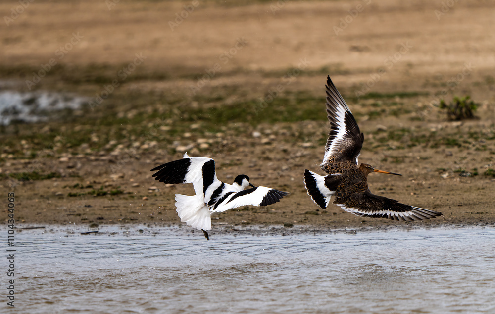 Avocet Chasing a Godwit