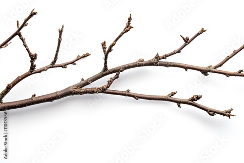 Dry branches, twigs isolated on white background