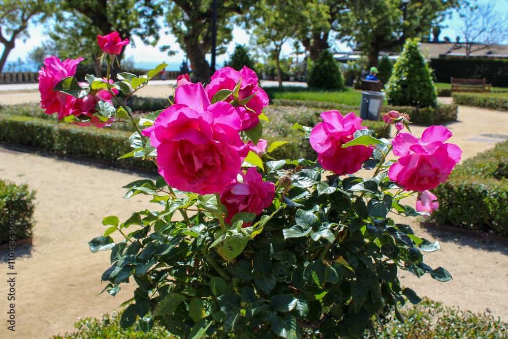 pink rose in garden pink rose in garden