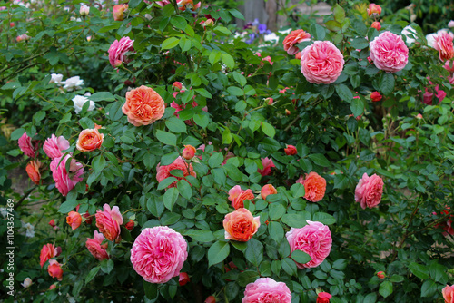 Rosa Chippendale, Music Hall, Duchess of Cornwall photo