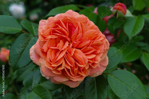 Obraz na plátně Rosa Chippendale, Music Hall, Duchess of Cornwall, peach rose close-up on a gree
