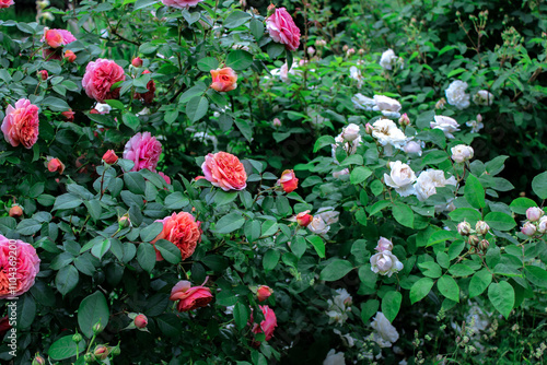 pink roses in garden, Rosa Chippendale, Music Hall, Duchess of Cornwall photo